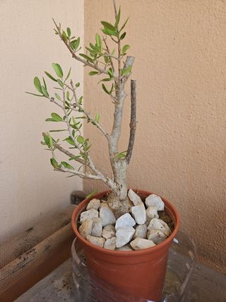 Acebuche Olivo Pre Bonsai