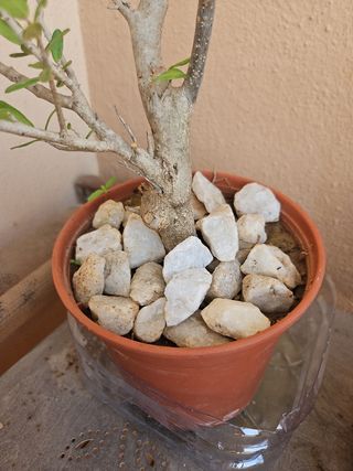 Acebuche Olivo Pre Bonsai