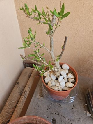 Acebuche Olivo Pre Bonsai