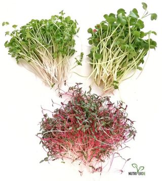 Microgreens / MicroBrotes Variados