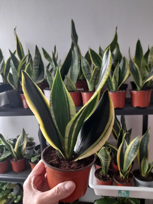 Sansevieria trifasciata