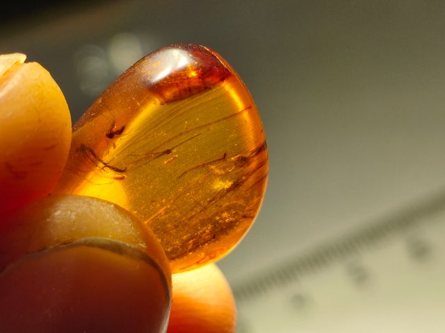 Ámbar Báltico con Insectos