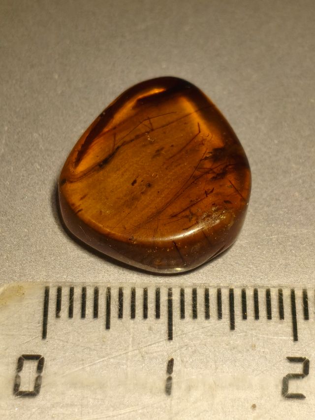 Ámbar Báltico con Insectos