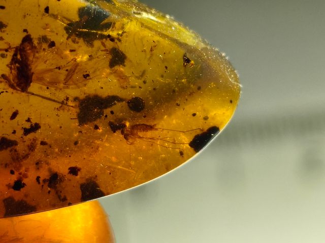 Ámbar Báltico con Insecto y mosquito