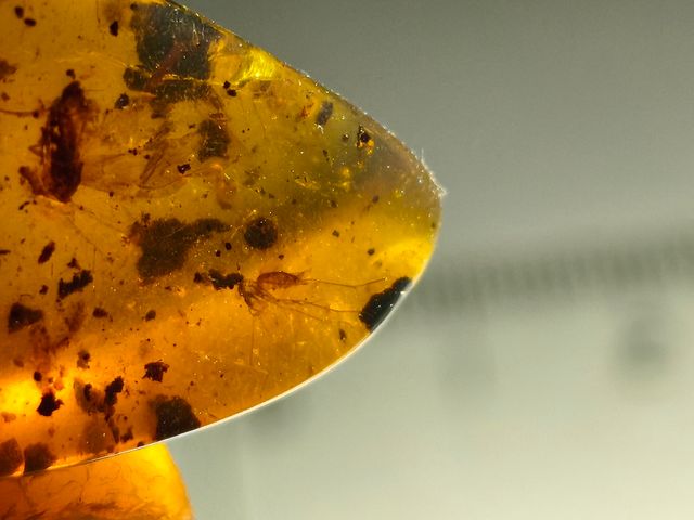 Ámbar Báltico con Insecto y mosquito