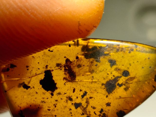 Ámbar Báltico con Insecto y mosquito