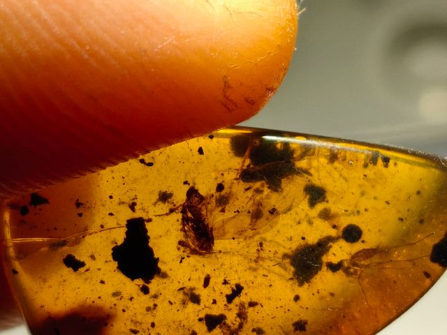 Ámbar Báltico con Insecto y mosquito