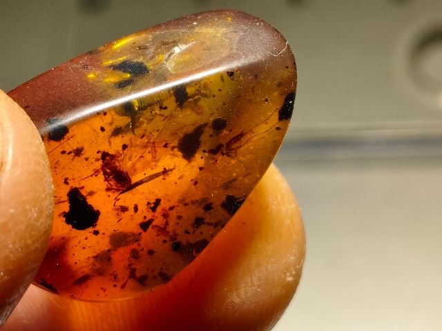 Ámbar Báltico con Insecto y mosquito