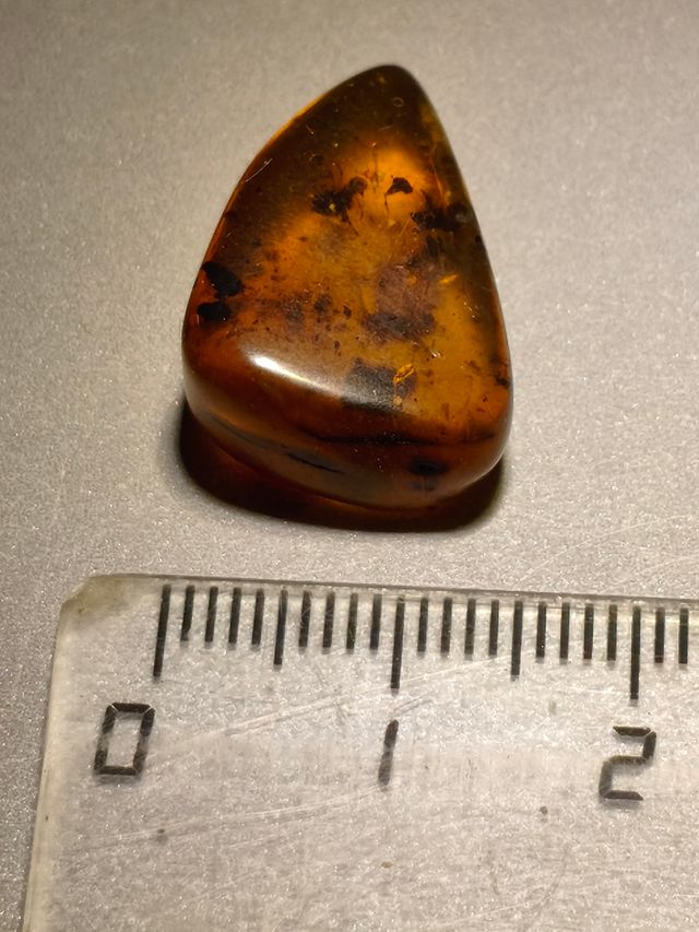 Ámbar Báltico con Insecto y mosquito