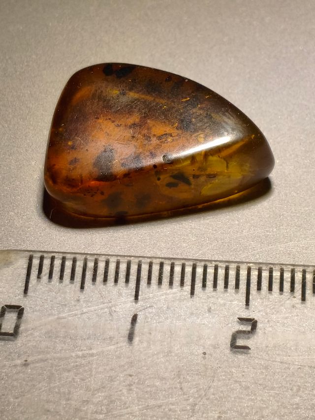 Ámbar Báltico con Insecto y mosquito