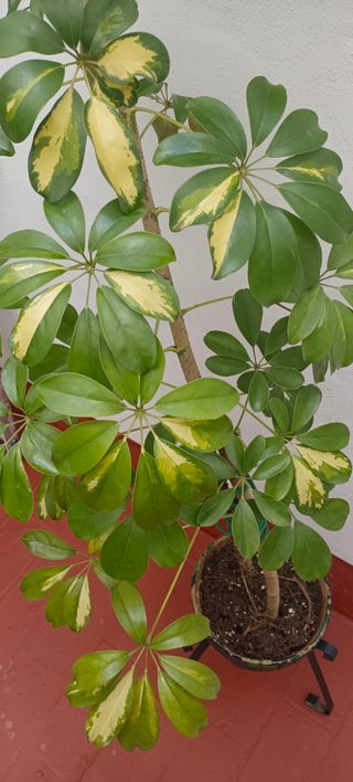 Schefflera Arboricola Planta