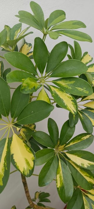 Schefflera Arboricola Planta