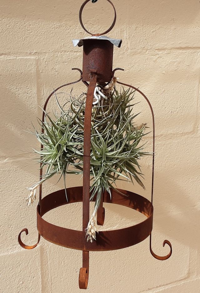 JAULA ÓXIDO CON TILLANDSIA