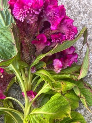 Pianta Celosia Cristata Viola cresta di Gallo