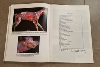 Manual De Prácticas Anatomía Veterinaria