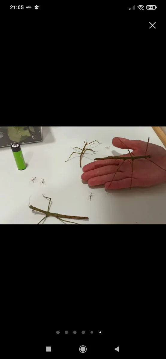 Terrario para insectos palo precio a consultar