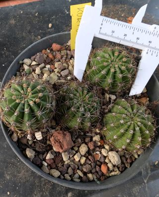 Cactus Echinopsis Hybrid Kurfuerst