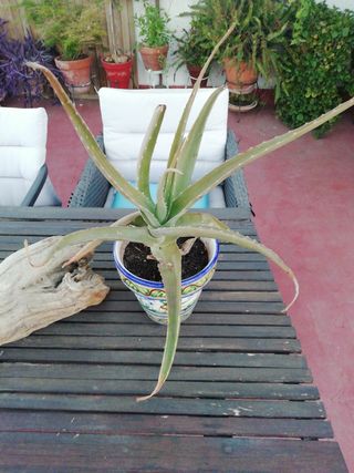 Planta Aloe Vera en Maceta Decorativa