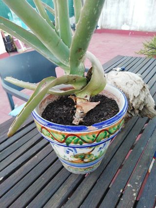 Planta Aloe Vera en Maceta Decorativa