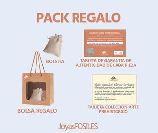 Collar Fósil Clypeaster Auténtico. Arte prehistori