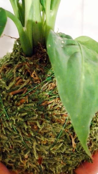 Kokedama Dieffenbachia