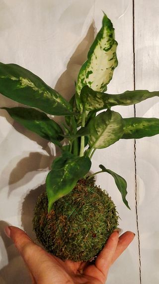 Kokedama Dieffenbachia