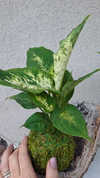 Kokedama Dieffenbachia