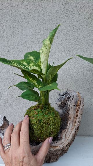 Kokedama Dieffenbachia