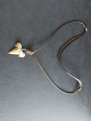 Collar Fósil Otodus Auténtico Marrón - Acero Inox