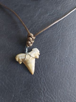 Collar Fósil Otodus Auténtico Marrón - Acero Inox