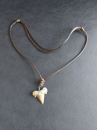 Collar Fósil Otodus Auténtico Marrón - Acero Inox