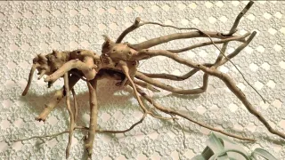 Tillandsia Xerographica su legno red wood