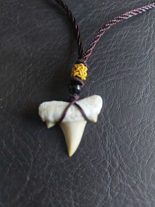 Collar MarrónAzulado Fósil Otodus Auténtico