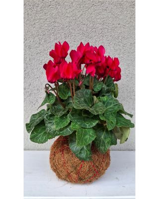Kokedama Ciclamino Fiori Rossi
