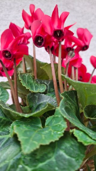 Kokedama Ciclamino Fiori Rossi