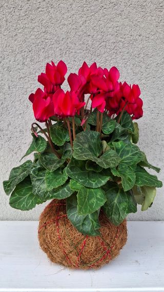 Kokedama Ciclamino Fiori Rossi