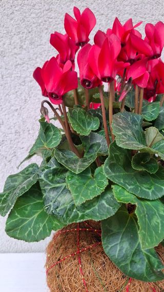 Kokedama Ciclamino Fiori Rossi