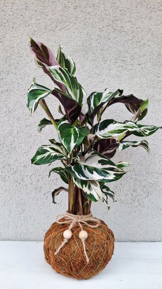 Calathea White Fusion in Kokedama