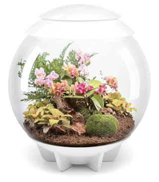 biOrb 46147 AIR 60 Terrario Blanco