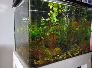 Acuario 50L con accesorios
