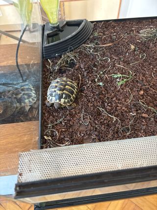 Terrario Tortuga Cristal y Plástico