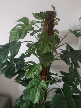 Planta artificial Monstera 1,40m