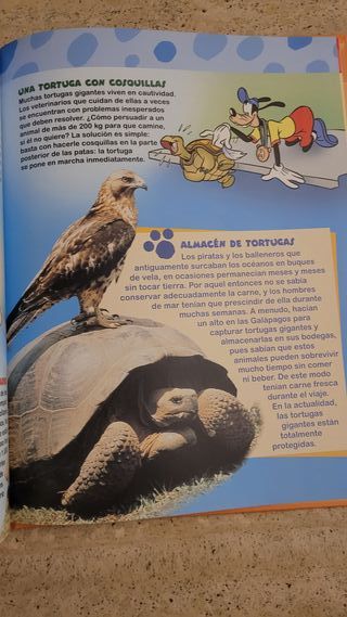 El mundo de los animales Disney Las Tortugas