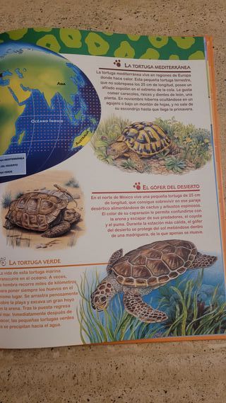 El mundo de los animales Disney Las Tortugas