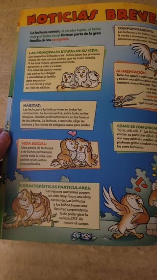 El mundo de los animales Disney Las lechuzas 