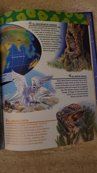 El mundo de los animales Disney Las lechuzas 