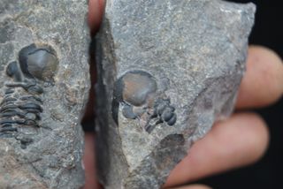 Fósil Trilobites Natural