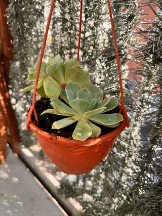 Planta con Maceta Colgante