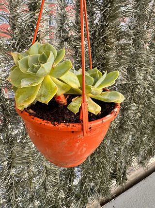 Planta con Maceta Colgante