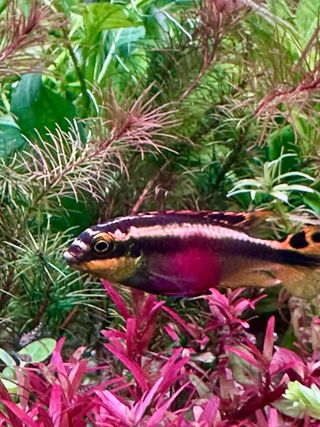 Lote de 18 plantas de acuario VARIADO Y COLORIDO